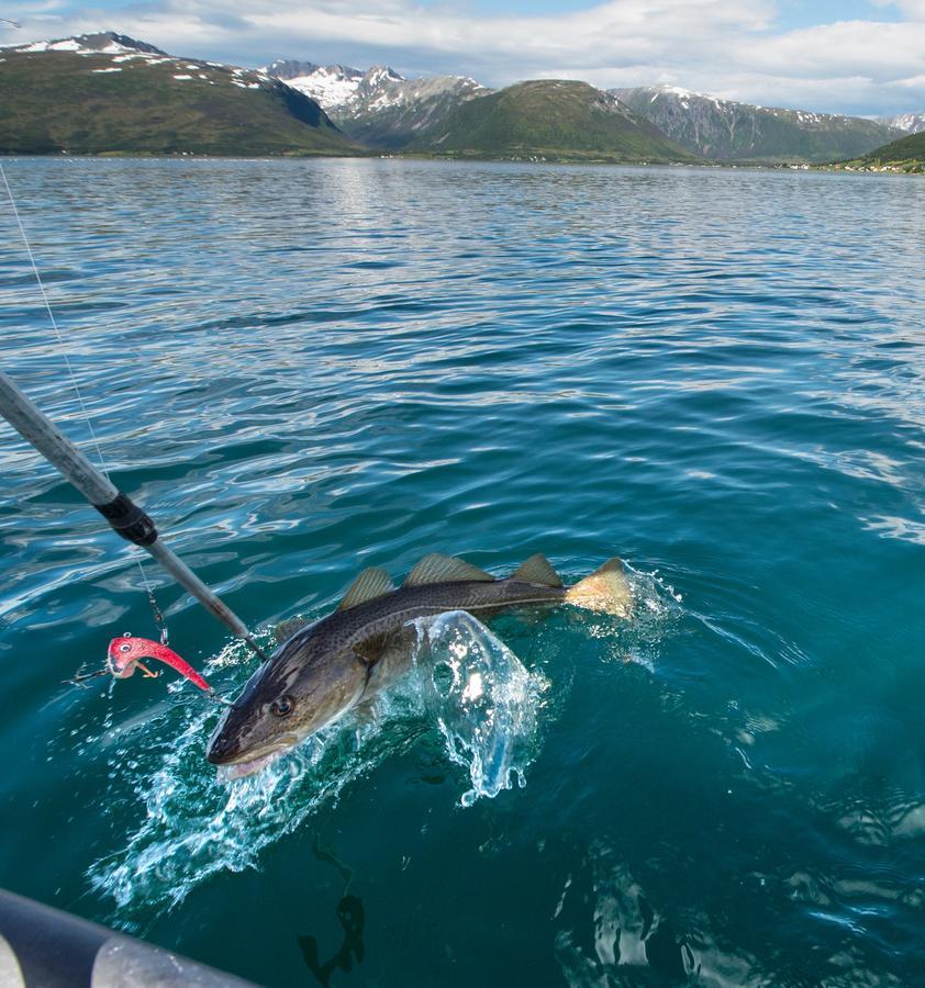 Vikran Vacation: Sea Fishing And Northern Lights Esterno foto